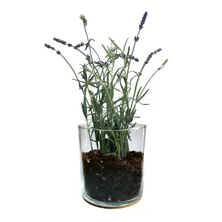 Lavender Flower Garden