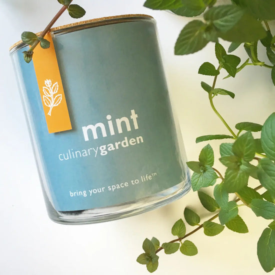 Mint Culinary Garden
