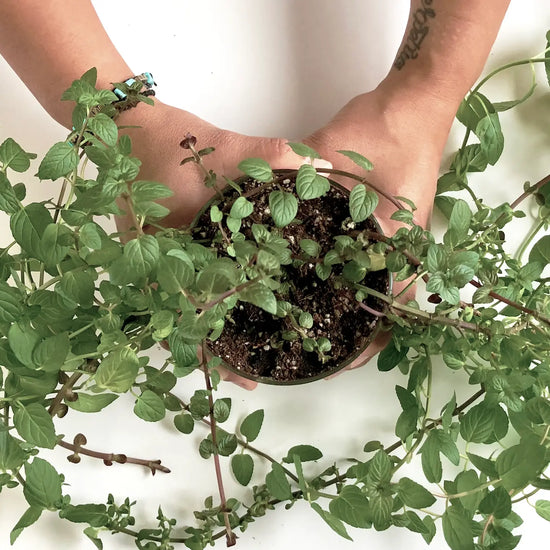 Mint Culinary Garden