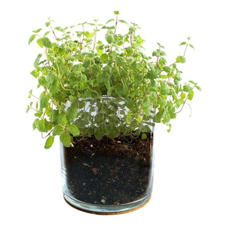 Peppermint Culinary Garden