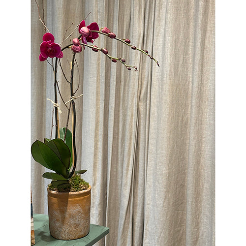 Double Purple Orchid in Terracotta Pot