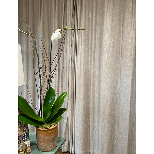 Double White Orchid with Valentine's Candle