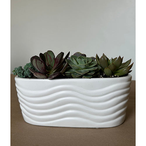 White Oval Succulent
