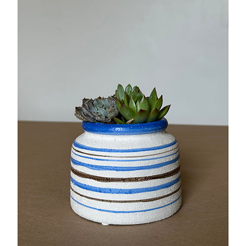 Striped Jar Succulent