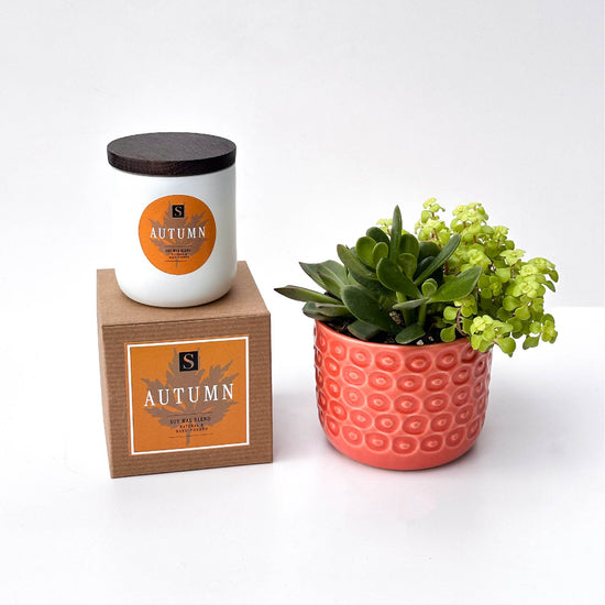 Autumn Signature Candle with Orange Circle Succulent
