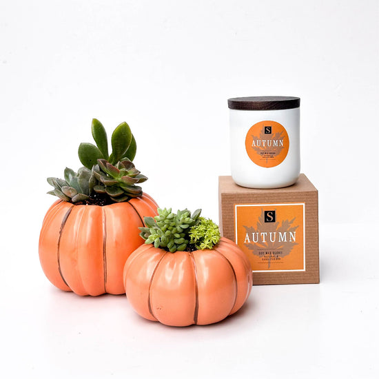 Autumn Signature Candle with Orange Pumpkin Succulent
