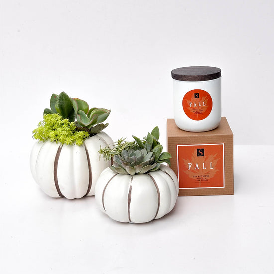Fall Signature Candle with White Pumpkin Succulent