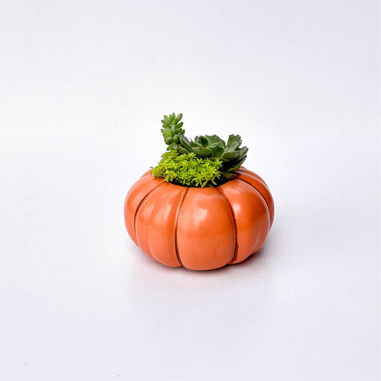 Orange Pumpkin Succulent