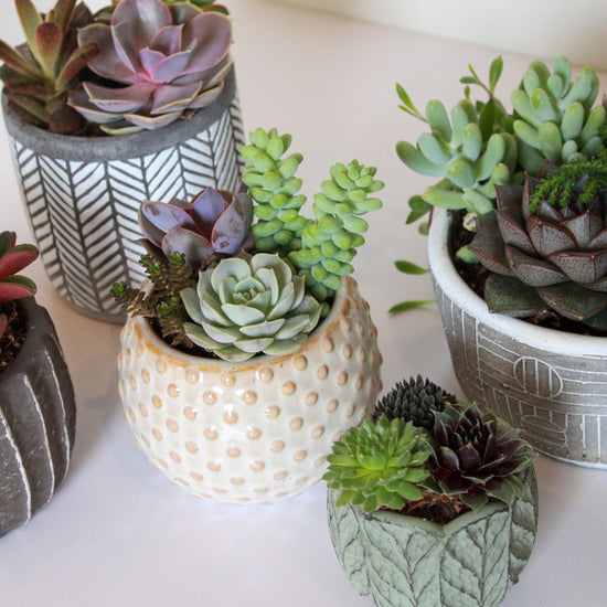 Dotted Stoneware Succulent