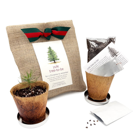 Christmas Tree To Be