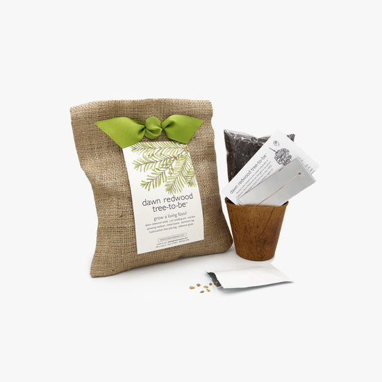 Dawn Redwood Tree To Be