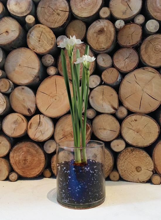 Paperwhites Garden in A Bag