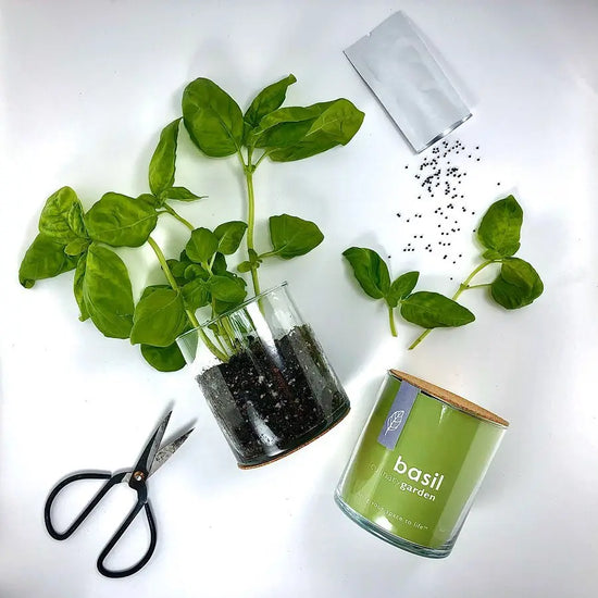 Basil Culinary Indoor Garden
