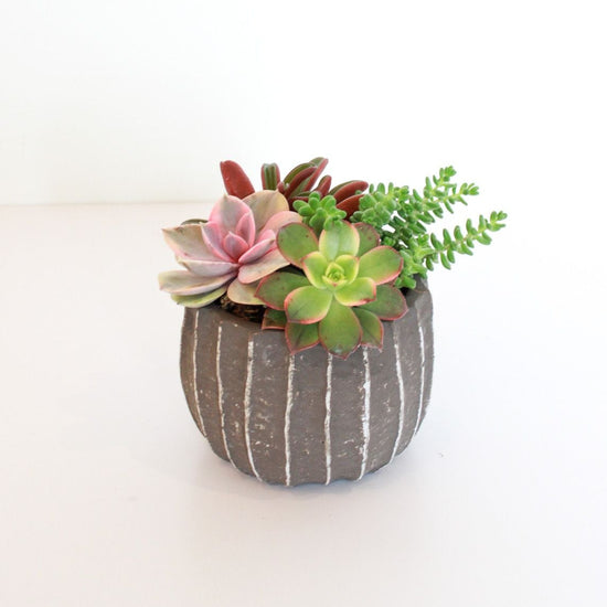 Saguaro Potted Succulent