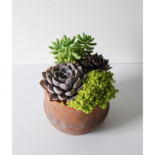 Terra Jar Succulent