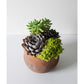 Terra Jar Succulent