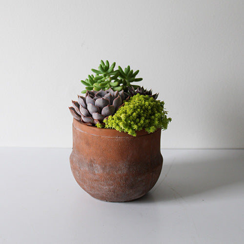 succulents terracotta pots Terra Jar Succulent