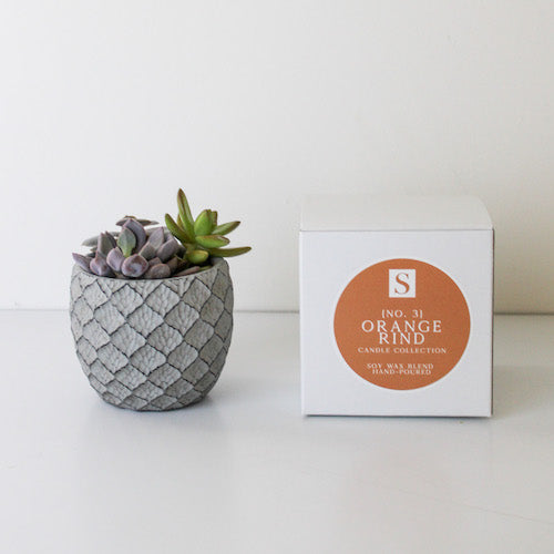 Small Lattice Succulent + Orange Rind Candle Gift Box