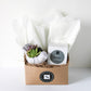 Small Cement Bird Succulent + Signature Candle Gift Box