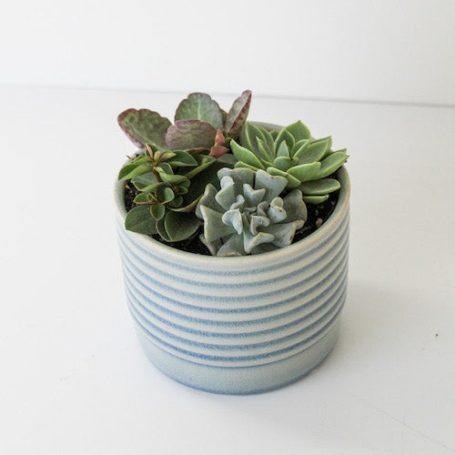 Ripple Succulent