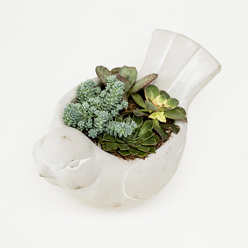 Cement Bird Succulent