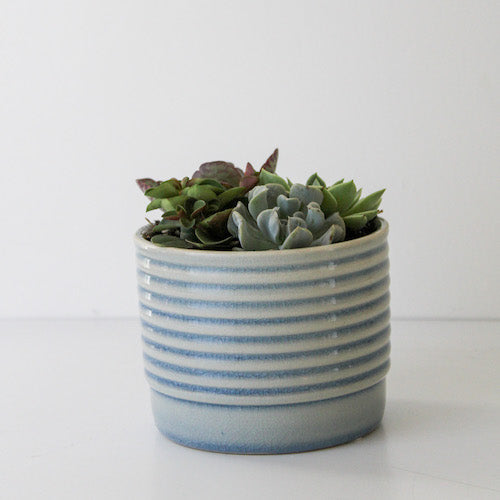 Ripple Succulent