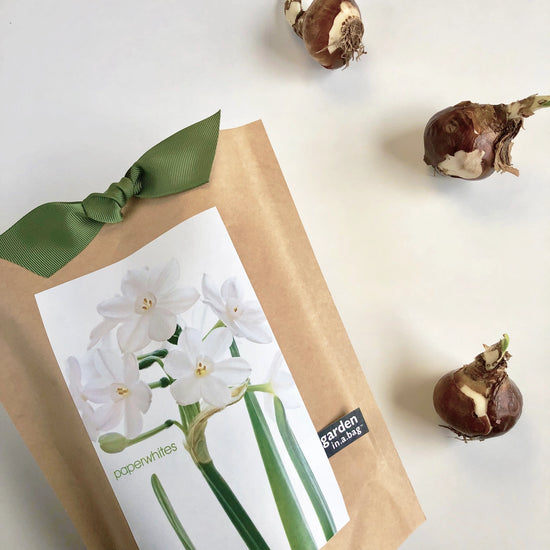 Paperwhites Garden in A Bag