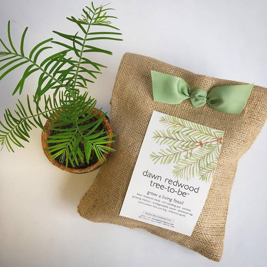 Dawn Redwood Tree To Be