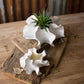 White Organic Ceramic Planter