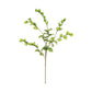 Botanica #3187