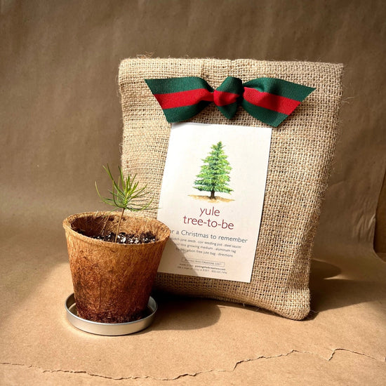 Christmas Tree To Be