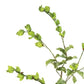 Botanica #3187