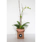 Single Orchid in Terra Cotta Pot