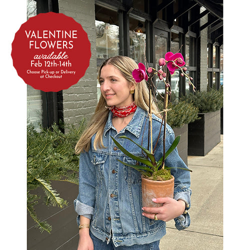 Double Purple Orchid in Terracotta Pot