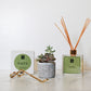Napa+Succulent Gift Box