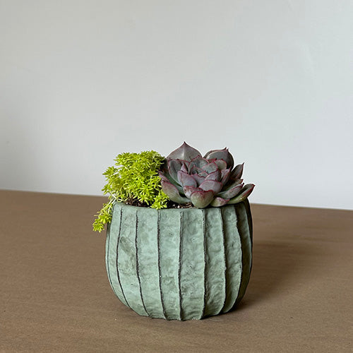 cheap potted succulents Saguaro Potted Succulent
