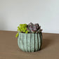 Saguaro Potted Succulent