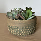 Greenbrier Succulent Bowl