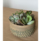 Greenbrier Succulent Bowl