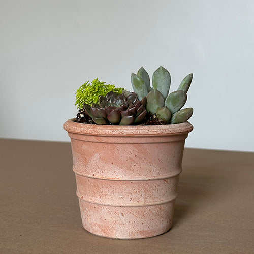 Tuscan Ridge Succulent