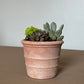 Tuscan Ridge Succulent