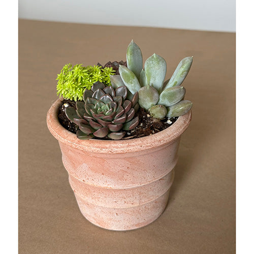 Tuscan Ridge Succulent