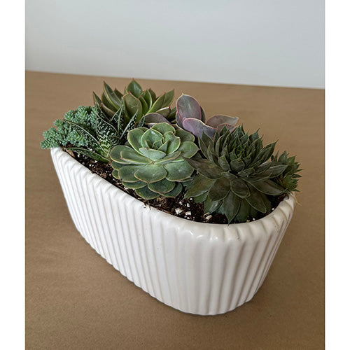 White Oval Succulent