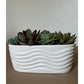White Oval Succulent