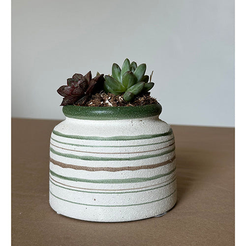 Striped Jar Succulent
