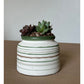 Striped Jar Succulent