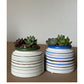 Striped Jar Succulent