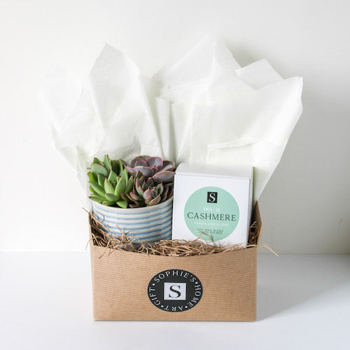 Ripple Succulent + Signature Candle Gift Box