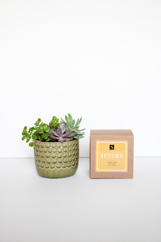 Green Circles Pot Succulent + Autumn Candle Gift Box