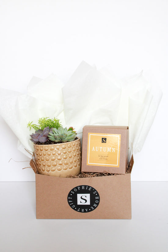 Mustard Circles Pot Succulent + Autumn Candle Gift Box